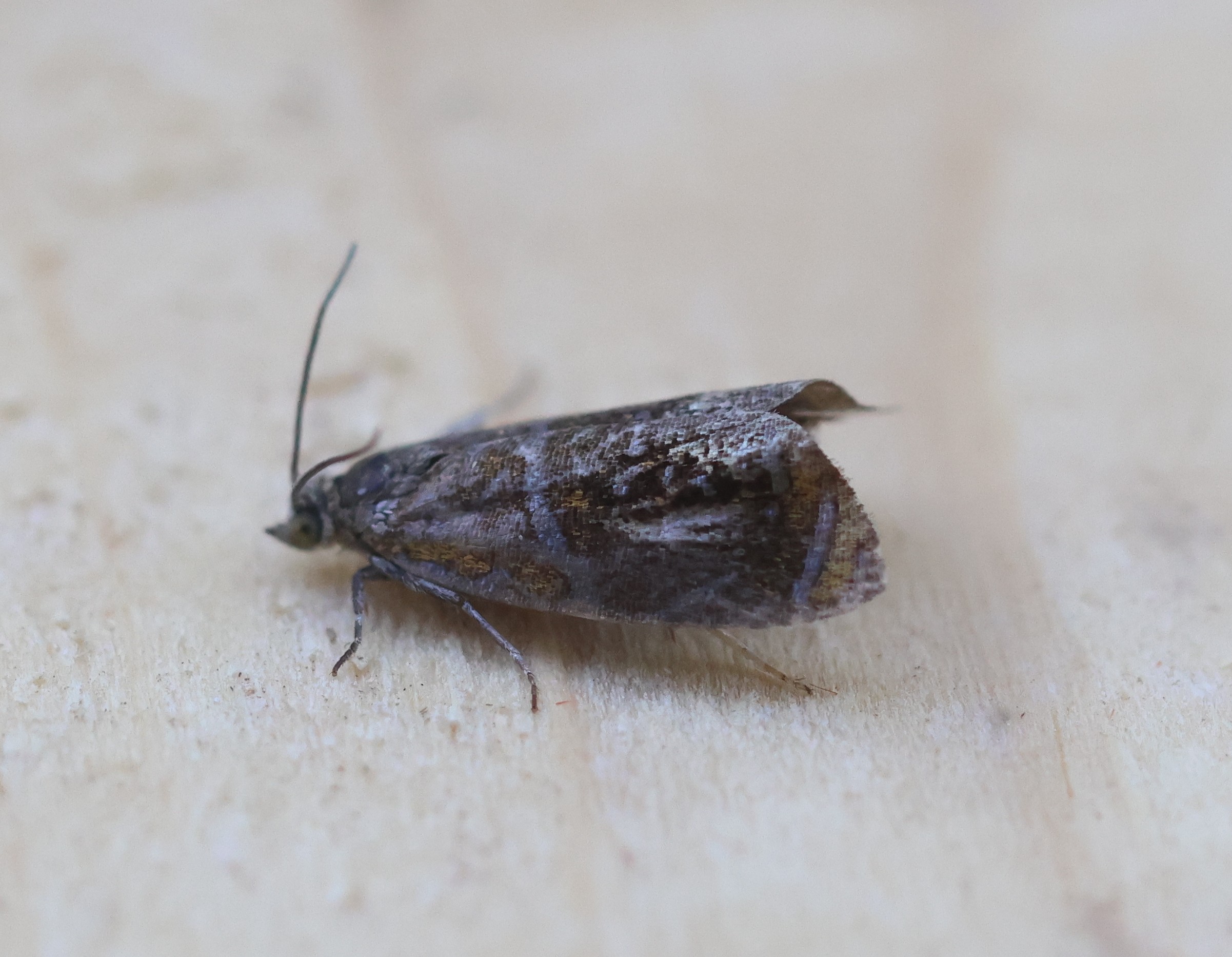 Photo of Arched Marble (Olethreutes arcuella)
